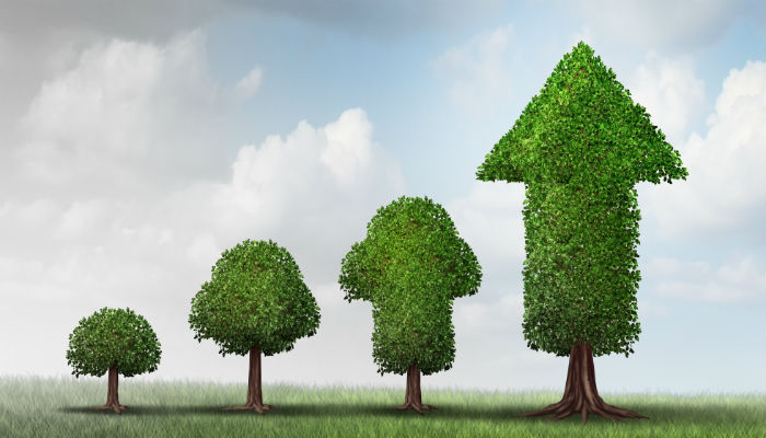 Concept of growing success as a group of trees developing from a small start to a successful finish