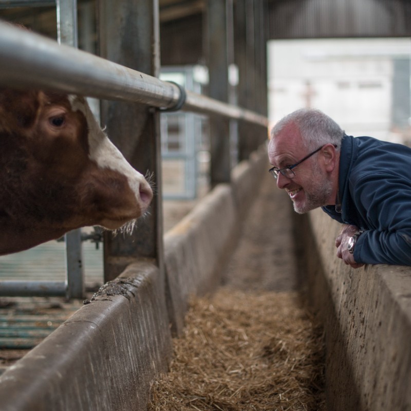 farmer looking at cow